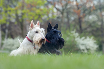 Black and white dog. Beautiful scottish terriers, sitting on green grass lawn, forest in the...
