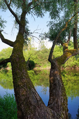 Fototapeta na wymiar Loire river bank near Beaugency village