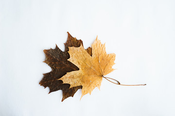 Dried dry maple leaves on white background.