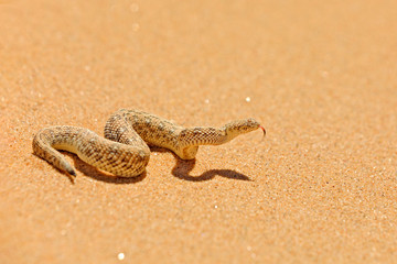 Bitis peringueyi, Péringuey's Adder, poison snake from Namibia sand desert. Small viper in the...