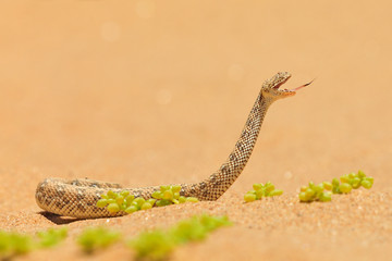 Bitis peringueyi, Péringuey's Adder, poison snake from Namibia sand desert. Small viper in the...