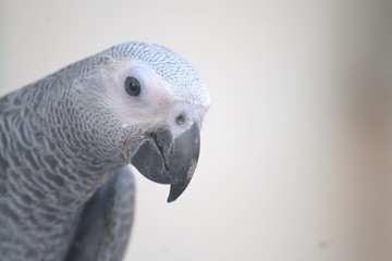 portrait of a parrot