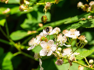 Himalayan blackberry