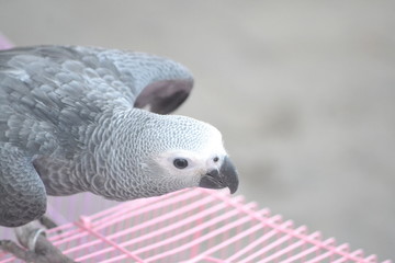 cockatoo on white background