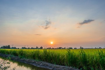 sunset over green field