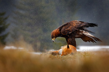 Golden Eagle feeding on kill Red Fox in the forest during rain and snowfall. Bird behaviour in the...
