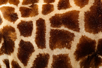 Detail of spotted fur coat of giraffe. Beautiful close-up detail from nature. Evening light Tshukudu near Kruger NP, South Africa. Fur of big orange animal.