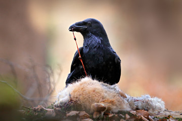 Raven with dead kill hare, sitting on the stone. Bird behavior in nature. Rocky habitat with black...