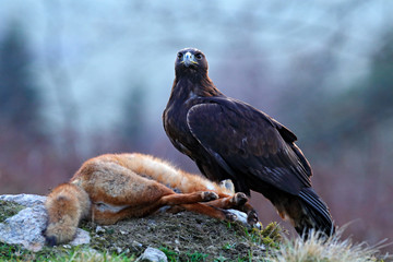 Forest hunter. Golden Eagle feeding on kill Red Fox in the forest. Bird behaviour in the nature.  Action food scene with brown bird of prey, eagle with catch, Germany, Europe. First snow.