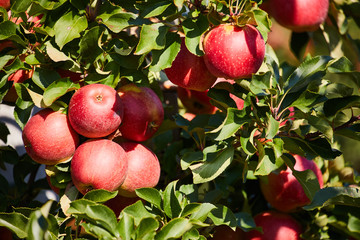 Shiny delicious apples hanging from a tree branch in an apple orchard