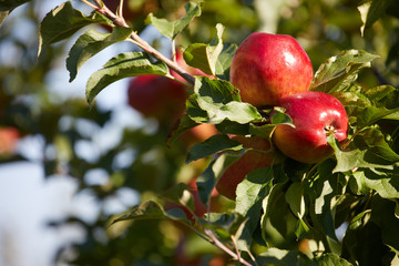 Shiny delicious apples hanging from a tree branch in an apple orchard