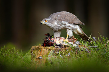 Goshawk with catch, killed Common Pheasant.