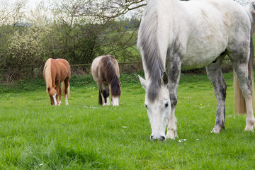 Fototapeta premium Herd of horses grazing in a meadow