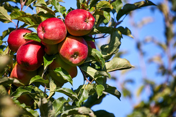 Shiny delicious apples hanging from a tree branch in an apple orchard