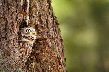 Owl hidden in tree nest hole in the forest. Little Owl, Athene noctua, bird in the nature habitat, with yellow eyes, Germany. Wildlife scene from nature. Tree trunk with bird.