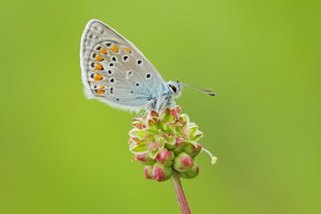 Blue butterfly on the flower, clear green background. Wildlife scene from summer nature. Beautiful insect in the meadow habitat. Silver-studded Blue, Plebejus argus.