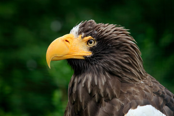 Portrait of Steller's sea eagle, Haliaeetus pelagicus, bird in summer season, Hokkaido, Japan. Wildlife action behaviour scene from nature. Detail close-up portrait of eagle.