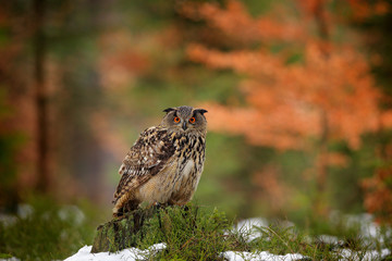 Eurasian Eagle Owl, Bubo Bubo, sitting on the tree branch, wildlife photo in the forest with orange autumn colours, Slovakia. Bird in the forest.