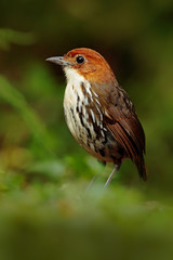 Chestnut-crowned antpitta, Grallaria ruficapilla, rare bird from dark forest in Rio Blanco, Colombia. Wildlife scene from nature. Birdwatching in tropical jungle.