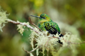 Eriocnemis mosquera, Golden-breasted Puffleg, green and gold hummingbird in the nature habitat. Red and green flower vegetation with bird, Los Nevados mountain in Colombia, South America.