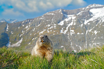 Cute fat animal Marmot, sitting in the grass with nature rock mountain habitat, Alp, Italy. Wildlife scene from wild nature. Funny image, detail of Marmot.