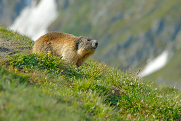 Cute fat animal Marmot, sitting in the grass with nature rock mountain habitat, Alp, Italy. Wildlife scene from wild nature. Funny image, detail of Marmot.