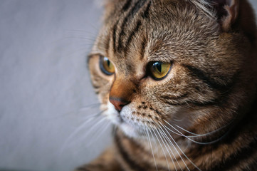 marble British shorthair cat with yellow eyes