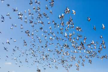 flock of speed racing pigeon flying against clear blue sky