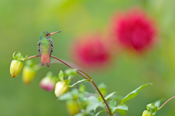 Art view on nature. Bird in flowers. Rufous-tailed Hummingbird, Amazilia tzacat, with clear green background, Colombia. Wildlife scene from nature. Wild animal in the nature habitat.