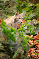 Naklejka na ściany i meble Lynx in the forest. Sitting Eurasian wild cat on green mossy stone, green in background. Wild cat in ther nature habitat, Czech, Europe.