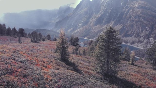 Aerial view of the alpine forest in the Italian mountains of the Alpe Devero, autumn season. 4k	