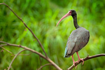 Whispering Ibis, Phimosus infuscatus, dark bird sitting on the branch in nature habitat, Santuario de Fauna, Colombia. black bird with red bill in the nature habitat.