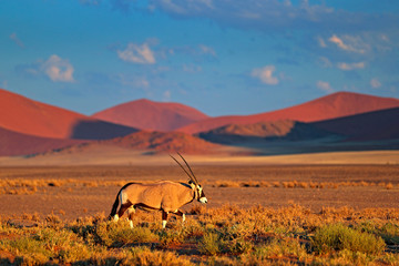 Oryx with orange sand dune evening sunset. Gemsbok , Oryx gazella, large antelope in nature habitat, Sossusvlei, Namibia. Wild animals in the savannah. Animal with big straight antler horn. - obrazy, fototapety, plakaty
