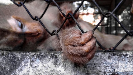 monkey with sad expression in a cage.
