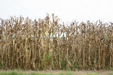 Dried corn stalks waiting to be demolished