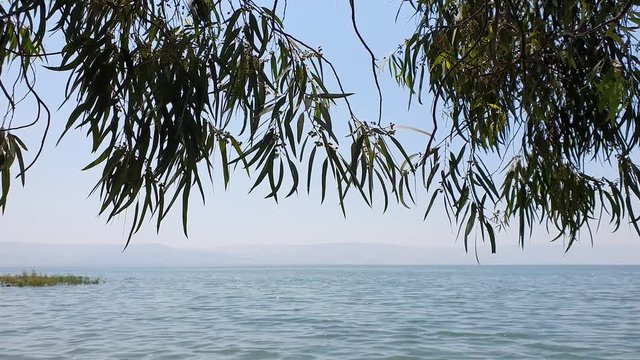 Sea of Galilee horizon viewed through hanging branches
