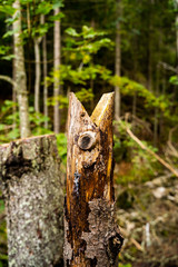 Chopped tree trunk in the middle of high mountain forest looks like fish head