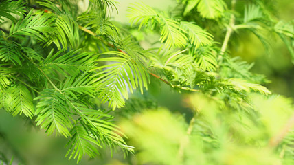 Relic tree, Metasequoia glyptostroboides, green branch close-up. Natural panoramic green background, sunlight