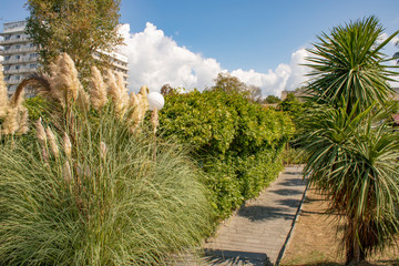Abkhazia Pitsunda alley summer hot day on the coast