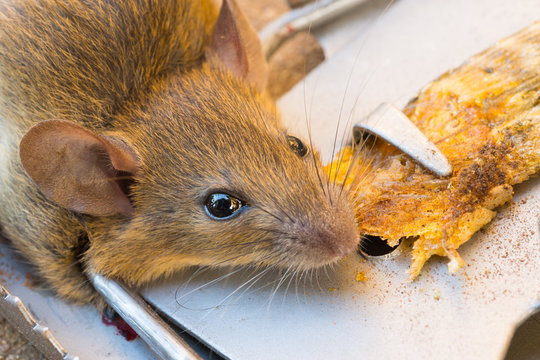 Close up of dead rat killed by rat-trap