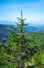 Fototapeta premium High mountain Tatras valley during hiking, full of trees