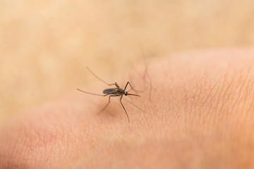 Mosquito sucking blood