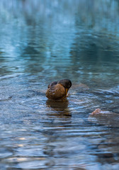 Dignified female mallard duck cleaning feathers and drinking cold mountain lake water