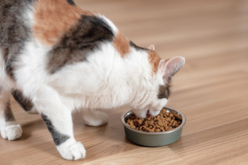 Cat eats diet food for neutered or sterilized cats.