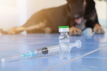 Vaccine Rabies Bottle and Syringe Needle Hypodermic Injection,Immunization rabies and Dog Animal Diseases,Medical Concept with Dog blurred Background.Selective Focus Vaccine vial