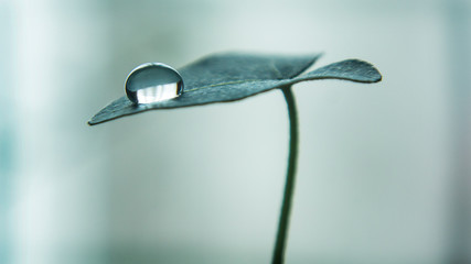 Drop of water on a small leaf.