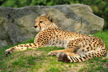 cheetah in the grass