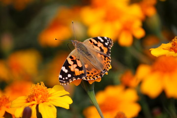 butterfly on a flower