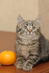 striped gray kitten on the table and an orange