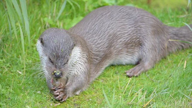 Otter eating a fish in the grass during a sunny day.